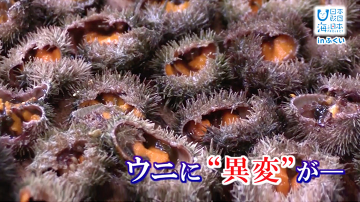 ウニやスルメイカも危機に！？　迫り来る海環境の変化